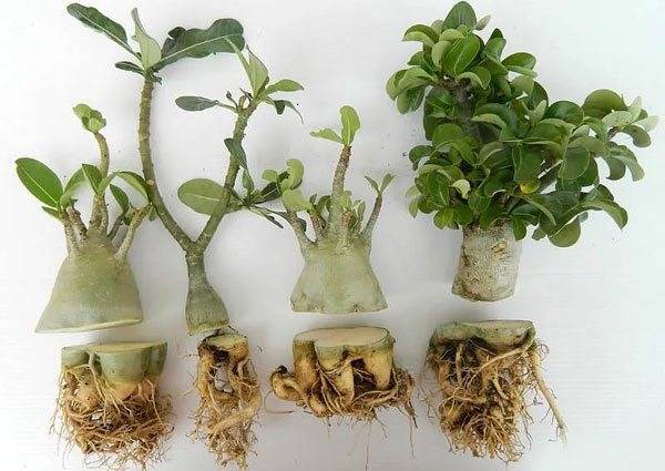 Выращивание адениума дома: как посадить, ухаживать, удобрять, размножать
