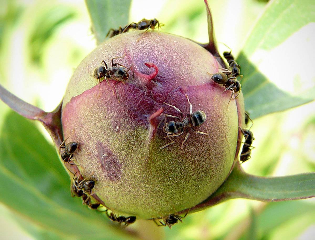 Как избавиться от муравьев на пионах: народными средствами, с помощью уксуса