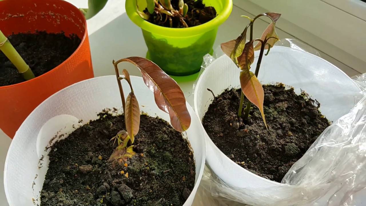 Посадить косточку манго в домашних условиях фото