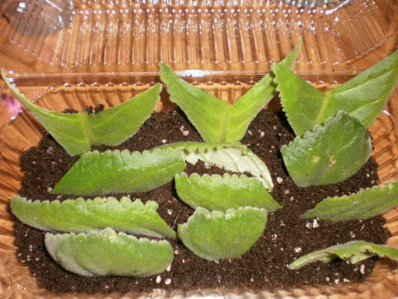Как размножается глоксиния в домашних условиях: выращивание из листочка, посадка