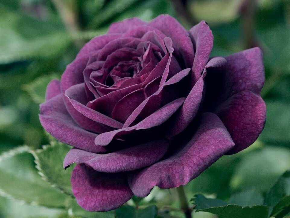20 самых лучших розовых, малиновых, сиреневых чайно-гибридных роз для вашей дачи
