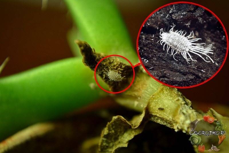 Виды вредителей комнатных растений с фото: как бороться с ними, какие признаки болезней  растений, чем обрабатывать в домашних условиях