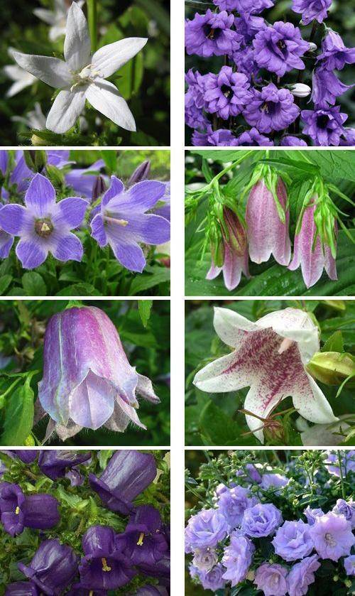 Цветы колокольчики (50 фото) - виды, уход и посадка в открытом грунте