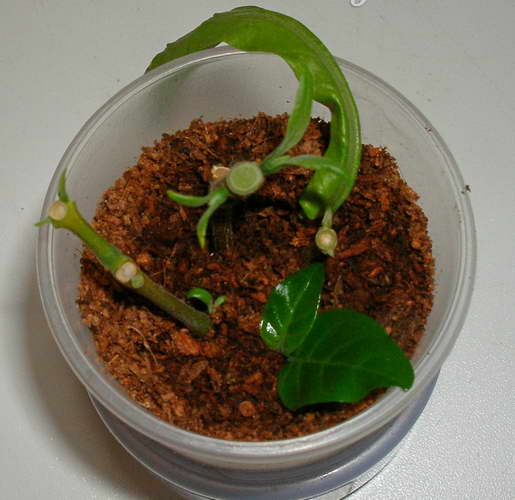 Вечнозеленое растение пахистахис и как за ним ухаживать в домашних условиях