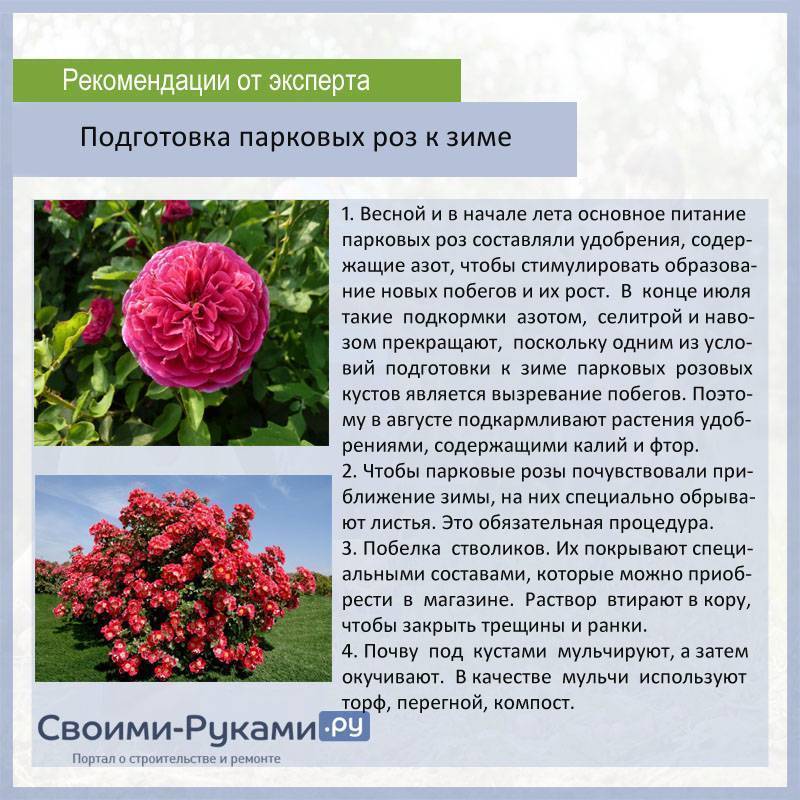 Энциклопедия плетистых роз: лучшие виды и сорта
