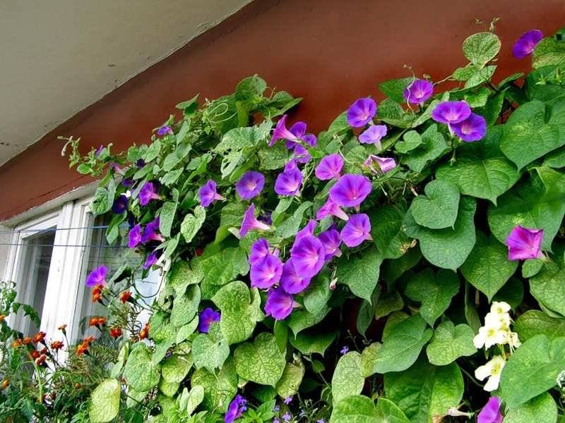 Цветы на балконе: какие растения посадить на все лето, фото лучших, красивых и интересных, еще до скольки градусов можно держать комнатные морозостойкие сорта?