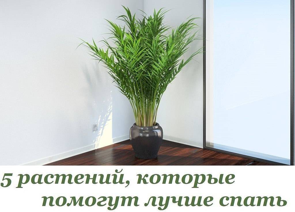 Домашние растения очищающие воздух в квартире