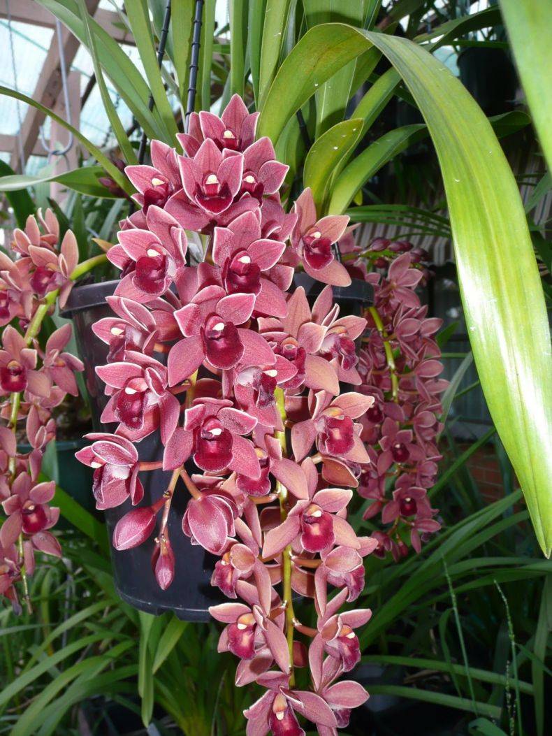 Орхидея цимбидиум, как ухаживать чтобы из стрелочки появился цветок