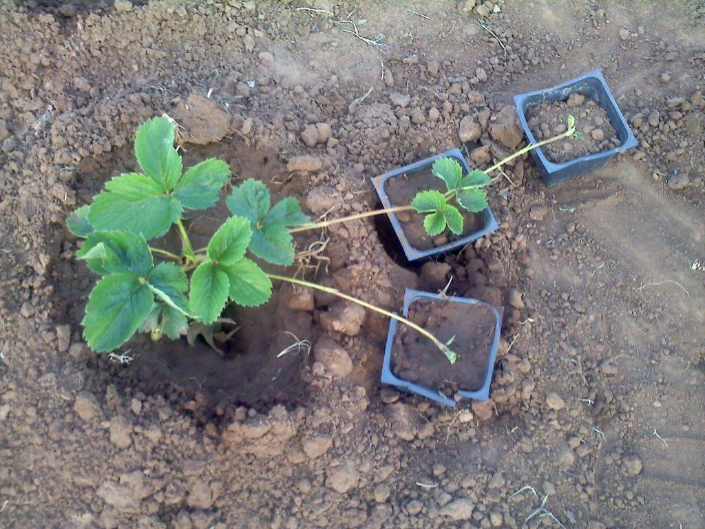 Выращивание клубники – посадка и уход, полив и обработка клубники, выращивание в домашних условиях