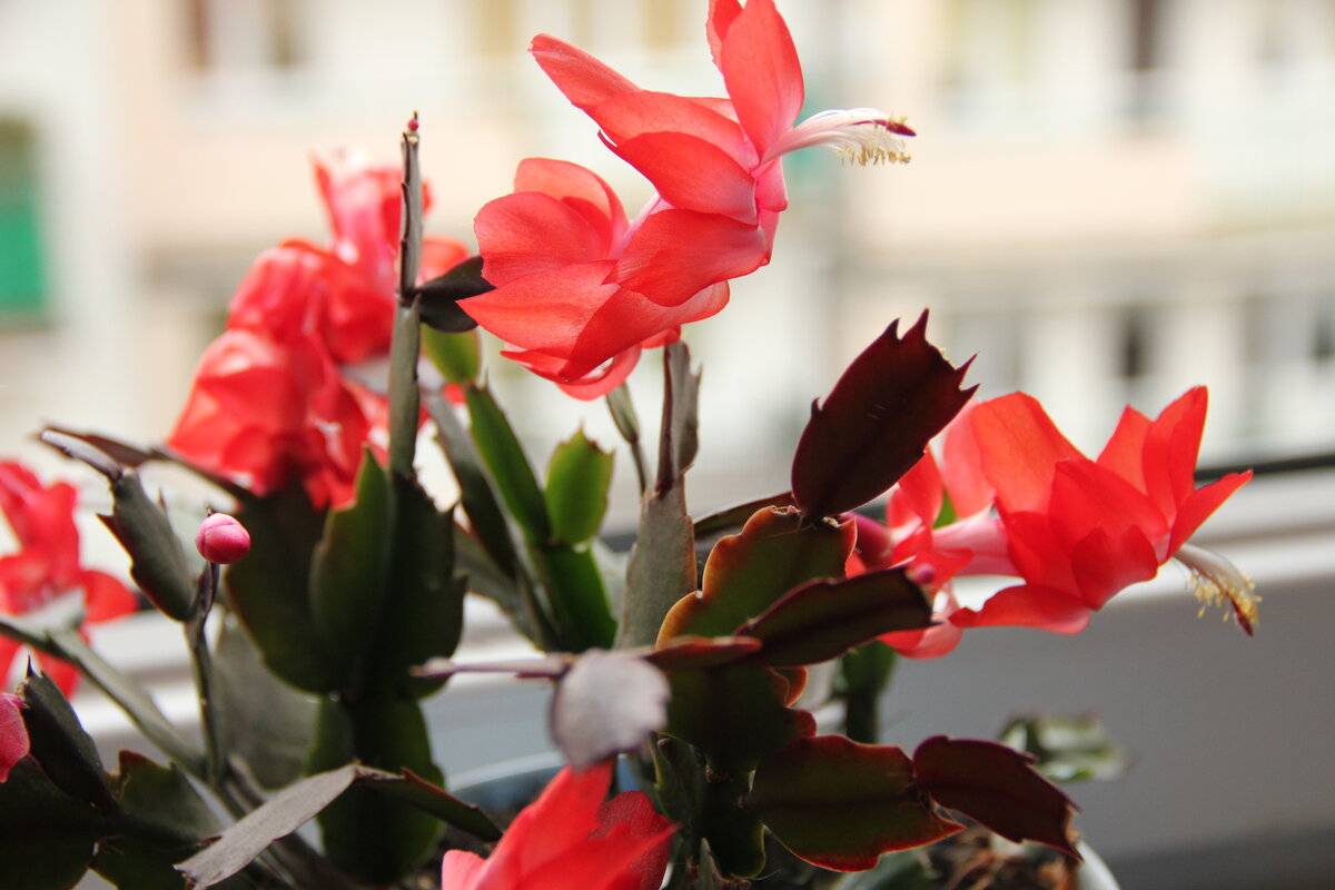Белый декабрист: фото разных сортов цветка с таким окрасом, и можно ли получить шлюмбергеру с подобным оттенком в домашних условиях? selo.guru — интернет портал о сельском хозяйстве
