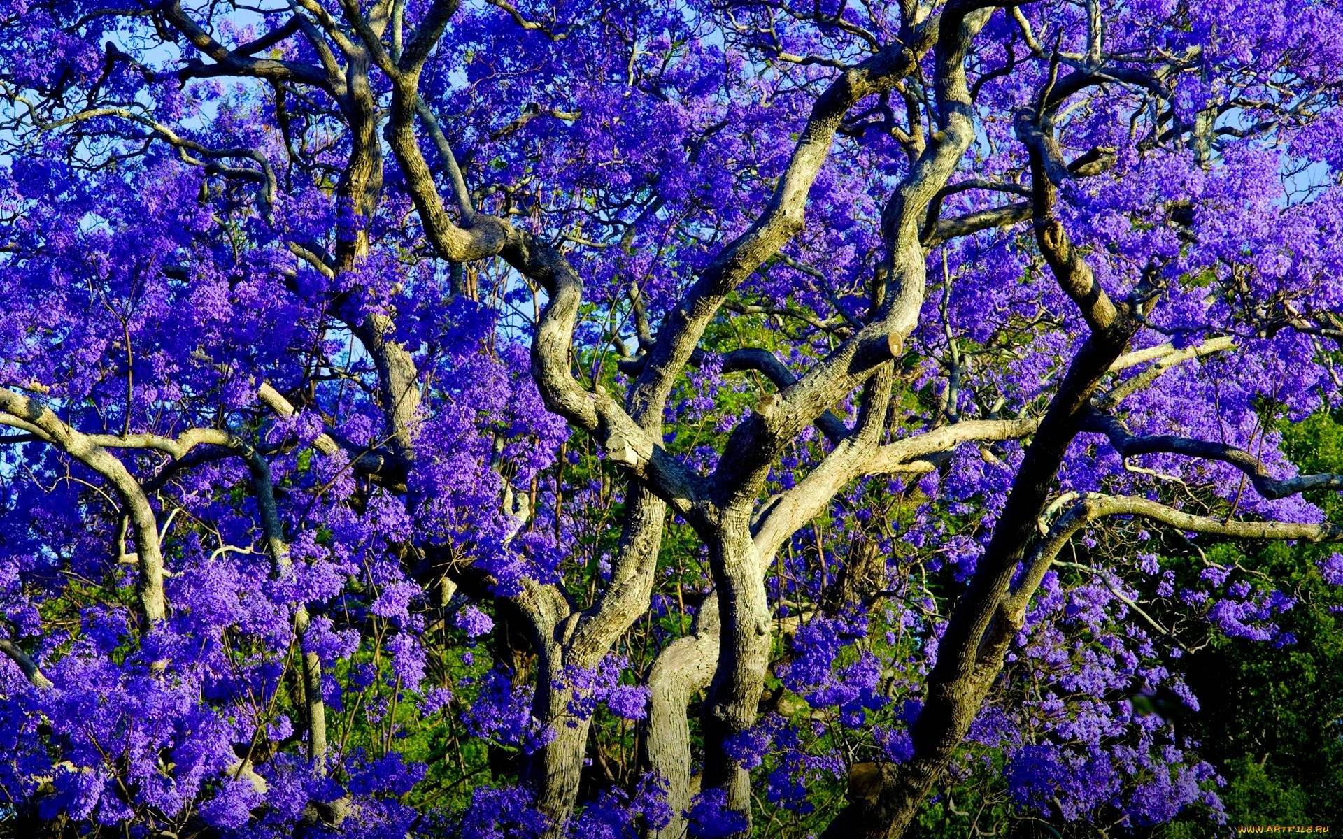Дерево с фиолетовыми цветами как называется. жакаранда: советы по выращиванию и размножению палисандрового дерева