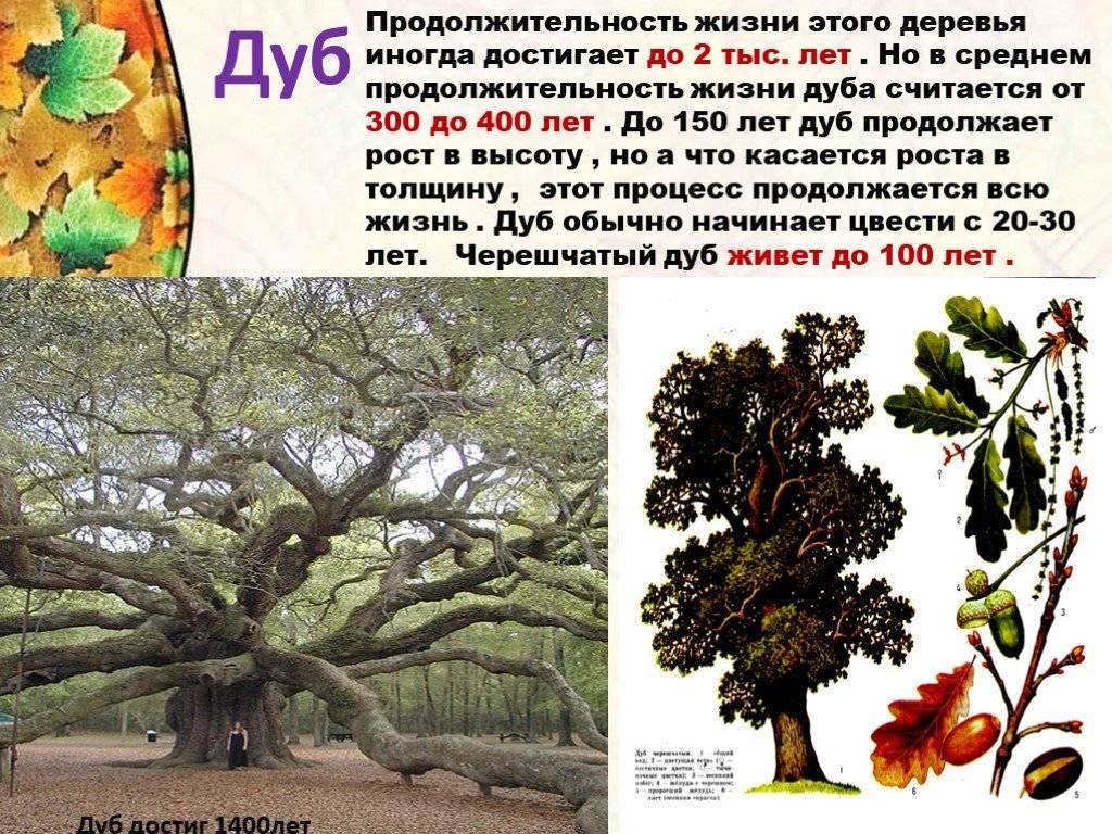 Лиственные деревья россии: пять самых распространенных видов