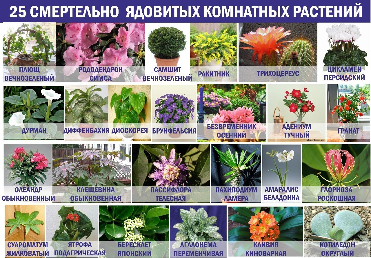 Опасные растения средней полосы: самый полный список