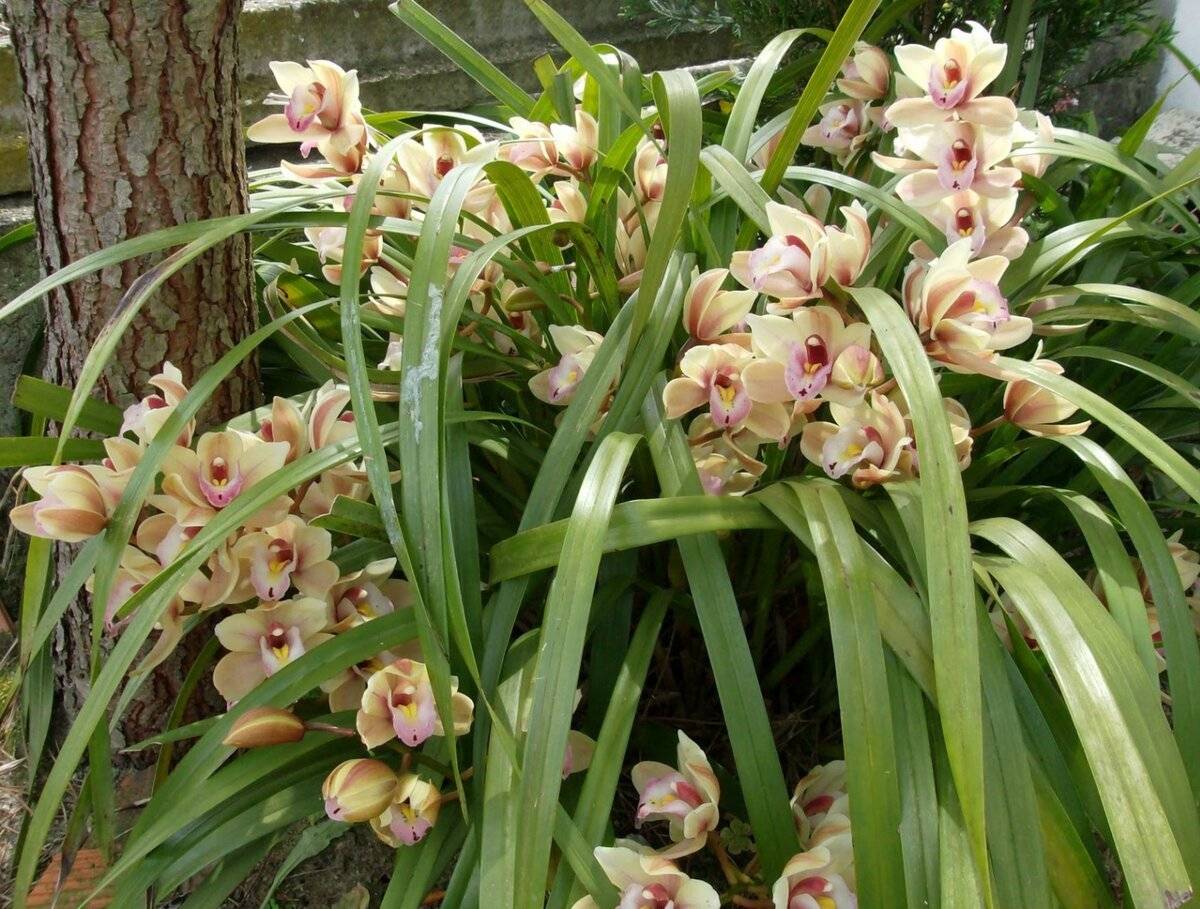 Как цветет орхидея цимбидиум