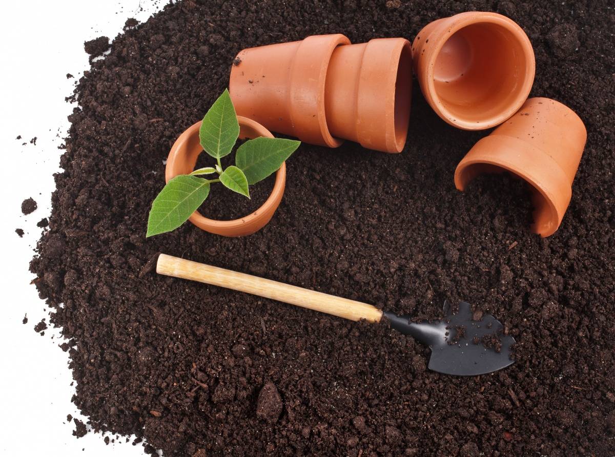 Как вносить гидрогель в почву для комнатных растений и правила посадки