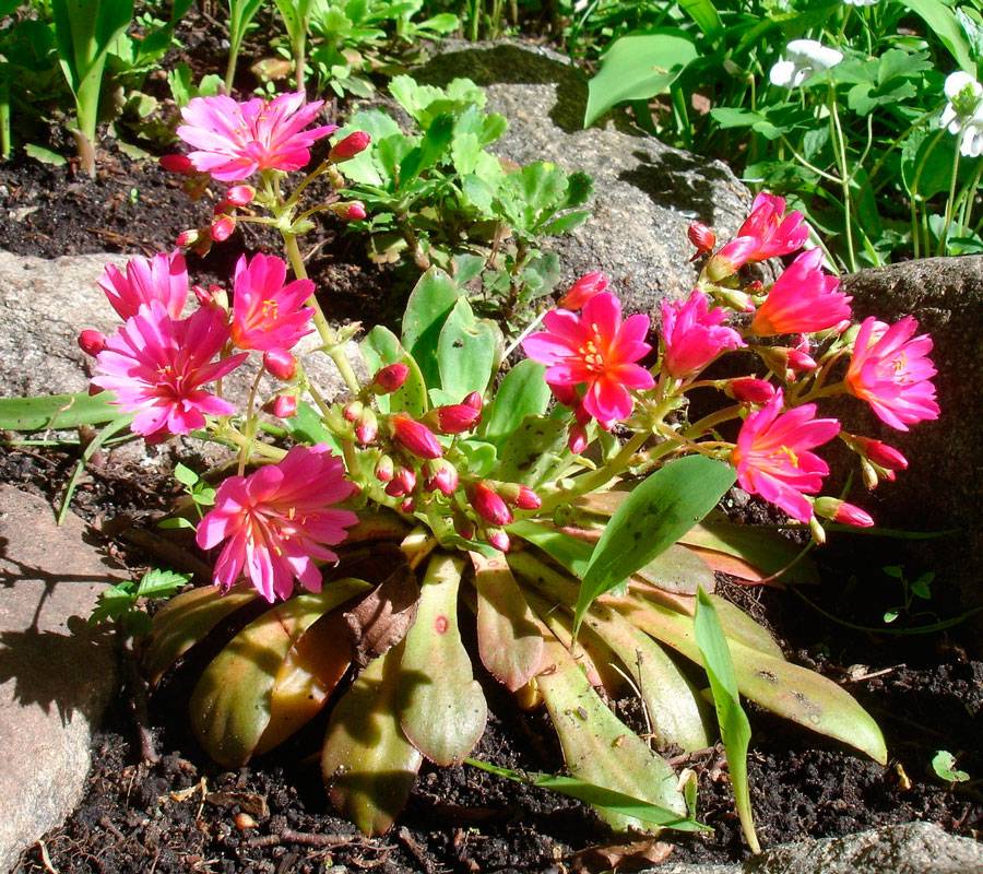 Посев левизии котиледон — выращивание до цветения