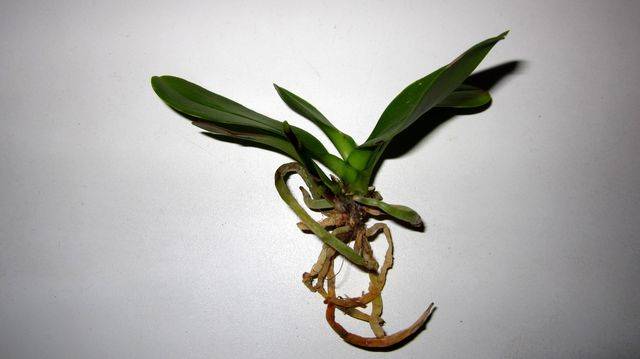 Что делать, если орхидея замерзла? как спасти замерзшее растение, как оживить и как реанимировать цветок, примерзший на окне, как перевести и как укутать при транспортировке зимой, фото и видео от специалистов