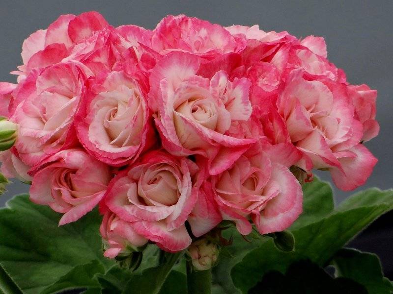 Какими сортами представлена розебудная пеларгония: как за ней ухаживать?