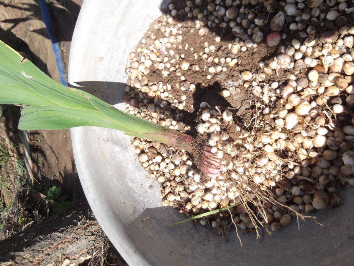 Посадка гладиолусов и уход за ними в открытом грунте, как выкапывать и хранить гладиолусы