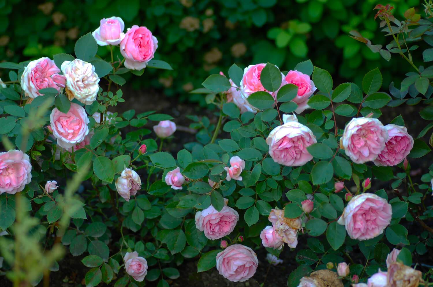 Роза прейри джой — описание, правила выращивания