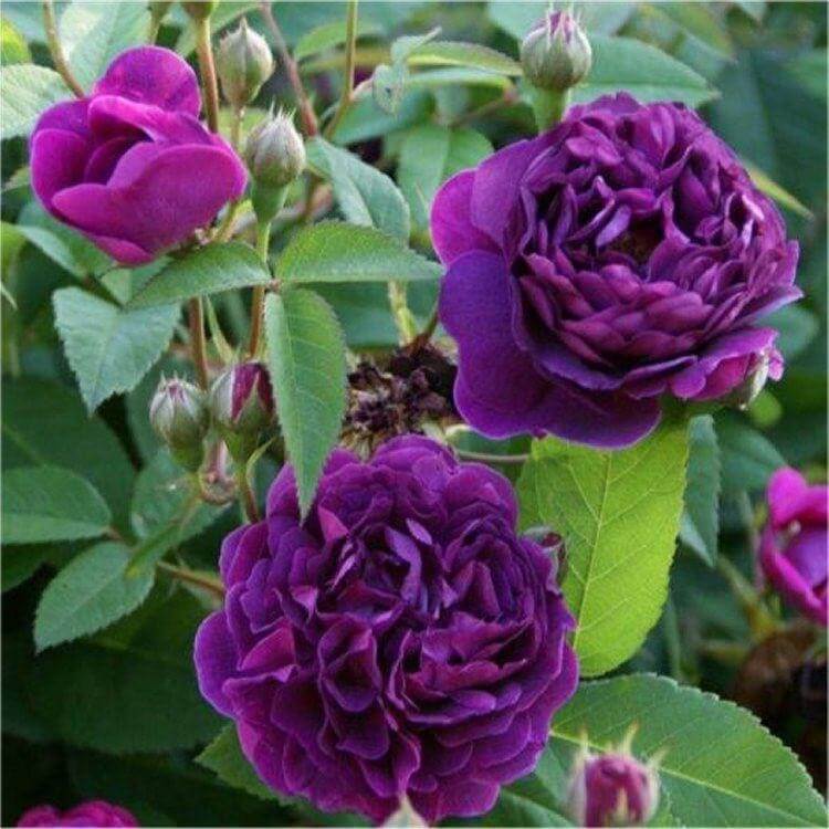 Отзыв: роза сорта «ebb tide» — одна из самых «синих» роз