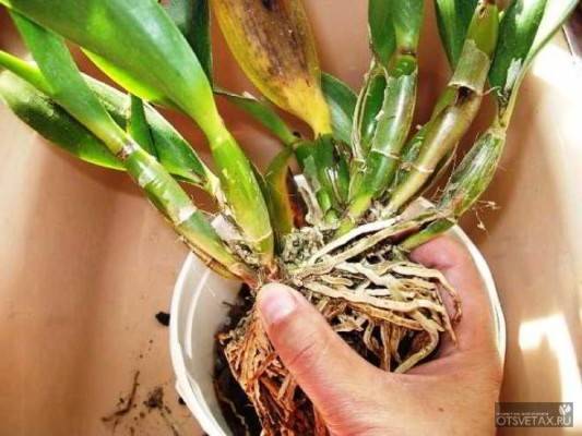 Как вырастить орхидею из корешка и можно ли таким способом размножить растение?