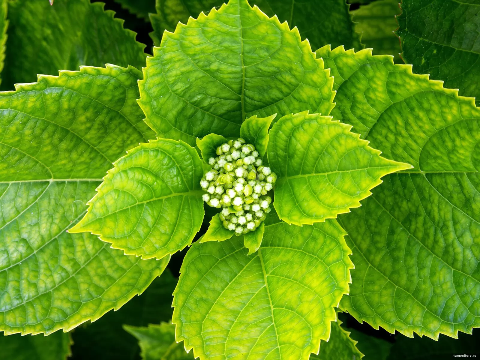 Почему гортензия цветёт зелёным цветом и что делать, если цветы у растения стали зелёными