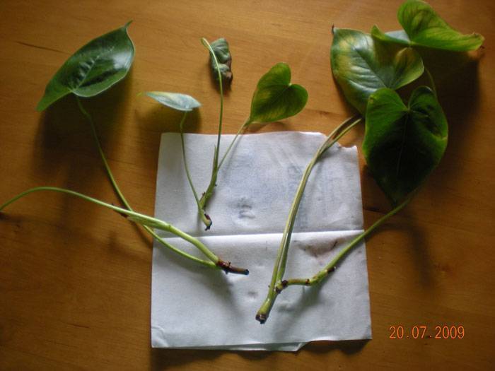 Антуриум: как размножается в домашних условиях семенами, отростком с листом, черенком и иными способами, как посадить и укоренить, как ухаживать?