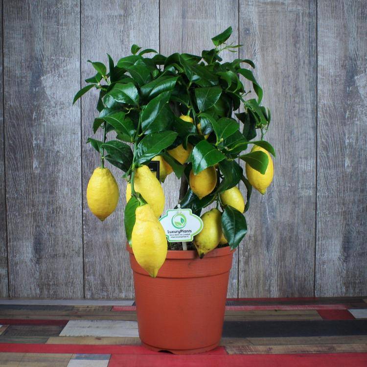 Комнатный лимон — выращивание и уход