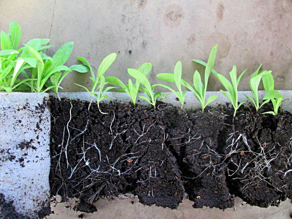 Флоксы однолетние: посадка и уход, выращивание из семян и рассады + фото