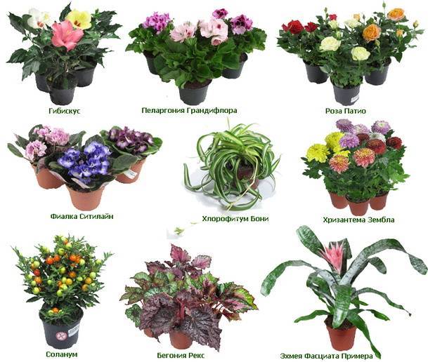 Топ 30 больших и красивых комнатных растений и цветов — фото и названия