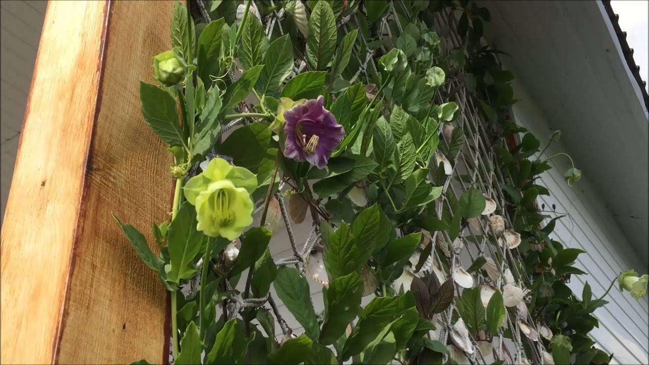 Кобея лазающая — цветущее растение для вертикального озеленения