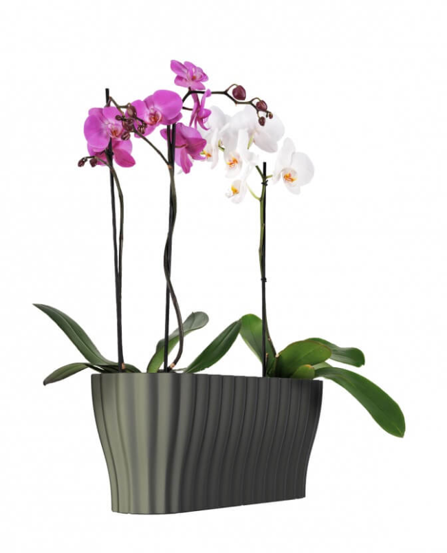 Горшок для орхидеи: какой нужен, как выбрать, в какой сажать, какие должны быть - кашпо или стеклянные горшки, размер и фото