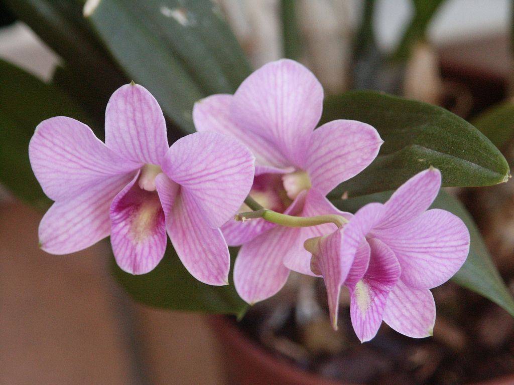 Орхидея дендробиум нобиле (dendrobium nobile): подробное описание, фото, виды и рекомендации по уходу в домашних условиях