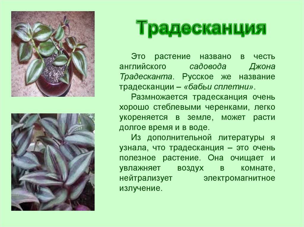 Растения, приносящие удачу и несчастье (57 фото): суеверия и приметы, какие комнатные цветы можно разводить