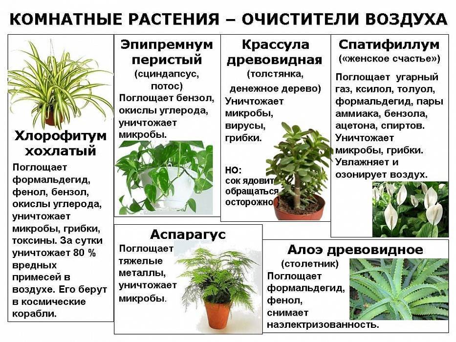 Ядовитые растения россии