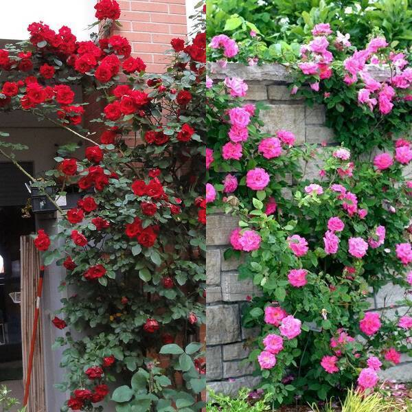 Плетистая роза дон жуан (don juan): описание, посадка, уход, отзывы, фото