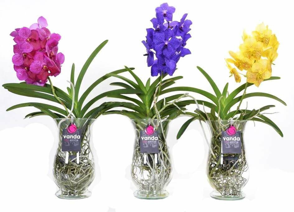 Орхидея ванда уход в домашних условиях, способы выращивания, пересадка и размножение ванды, виды и гибриды фото и описание