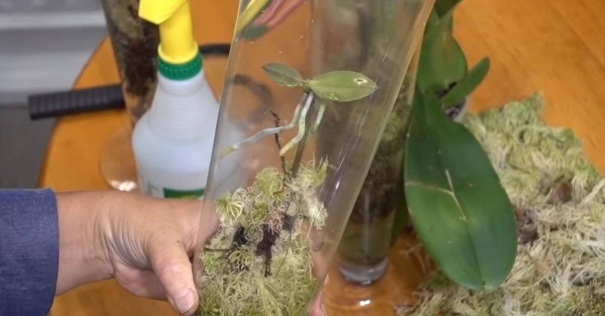 Основные правила и пошаговая инструкция, как размножить орхидею через цветонос в домашних условиях