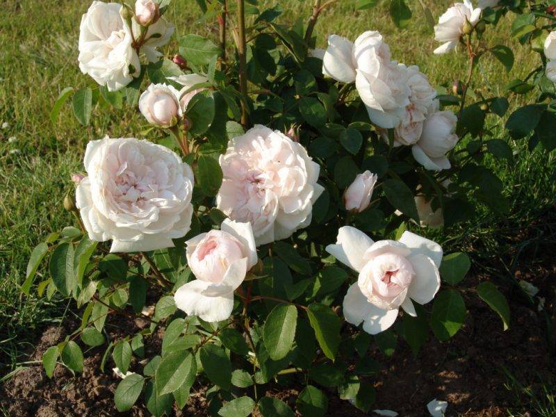 Роза Херитейдж (Heritage) — особенности мускусного сорта