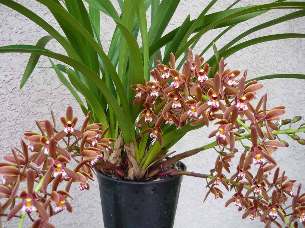 Орхидея цимбидиум: какой горшок нужен, как ухаживать и как добиться цветения в домашних условиях