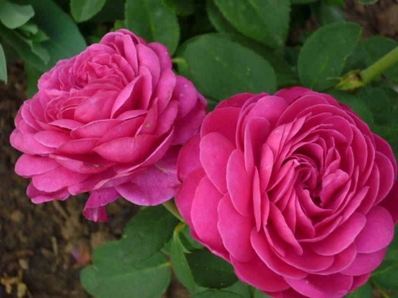 Роза хайди клум роуз (heidi klum rose): фото, описание и особенности