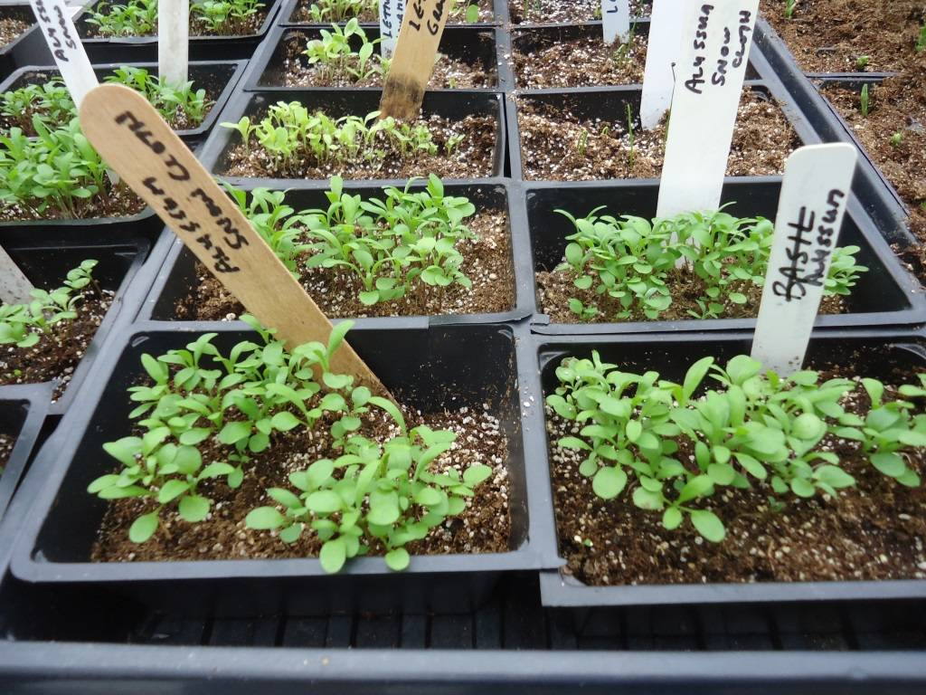 Иберис - выращивание из семян рассадой в открытый грунт (фото и видео рекомендации)