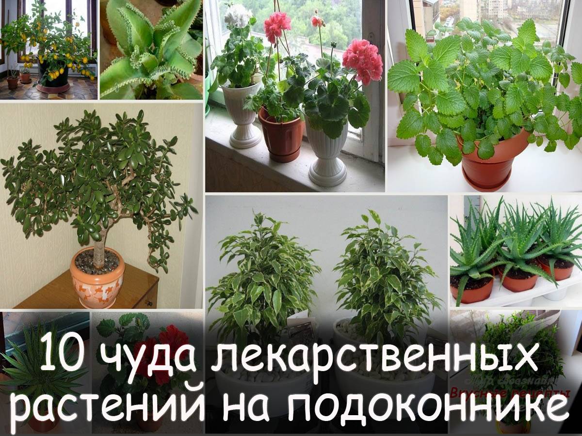 8 видов пользы, которую приносят комнатные растения :: инфониак