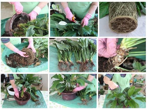 Как я пересаживала комнатные растения по правилам – инструкция пересадки домашних растений своими руками