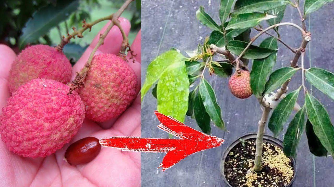 Выращивание фрукта личи в домашних условиях: как ухаживать за деревом, как цветет