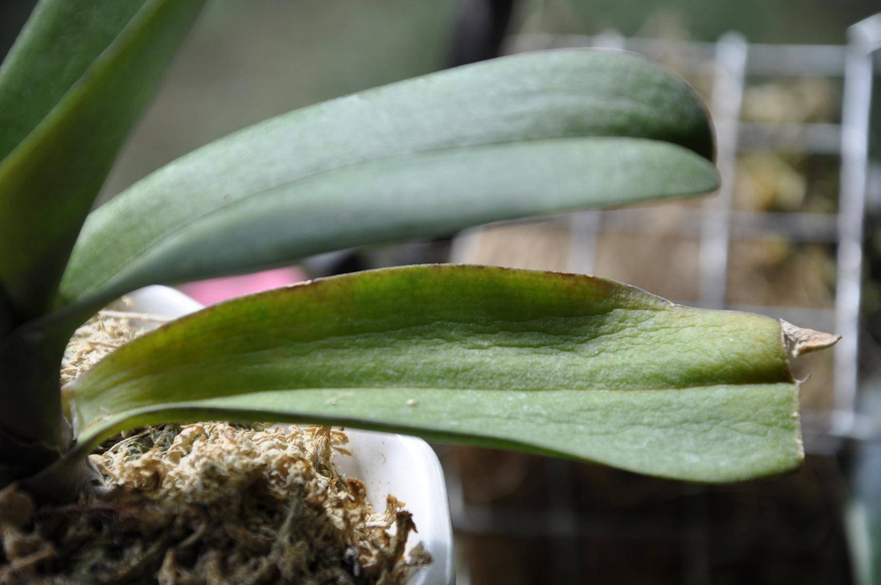 Орхидея фаленопсис 9 правил ухода в домашних условиях