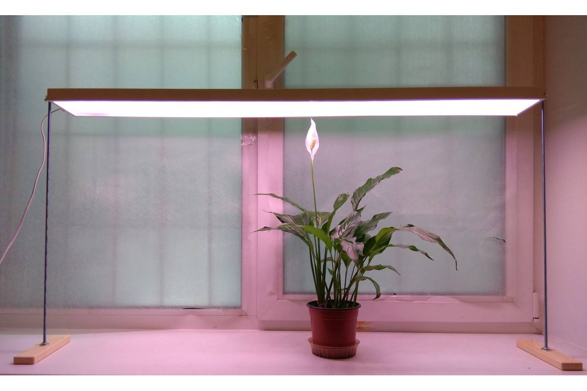 Искусственное освещение для комнатных растений своими руками | 1posvetu.ru