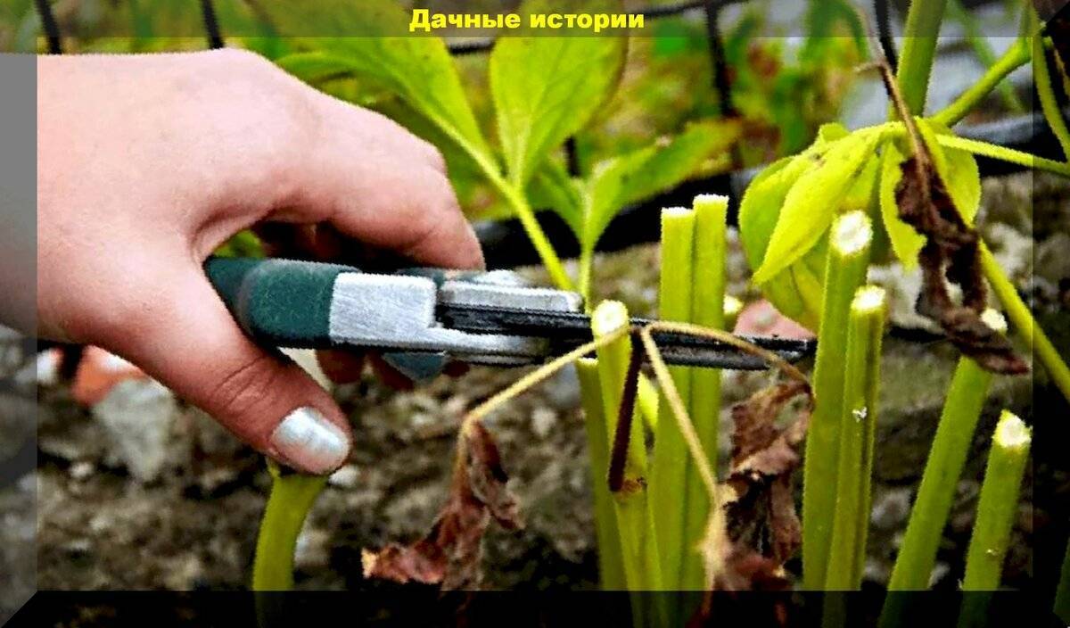 Уход за древовидными пионами - как посадить, обрезать, подкормка весной, видео