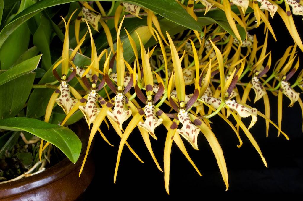 Необычная орхидея брассия: описание и уход